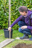 Woman measuring depth of Malus domestica - apple -  tree root ball prior to 
planting