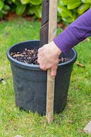 Measuring depth of potted Malus domestica - apple - tree root ball prior to planting