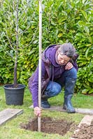 Woman using a wooden stake to measure depth of planting hole prior to planting potted tree