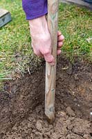 Using a wooden stake to measure depth of planting hole prior to planting a potted tree