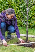 Woman using wooden stake to check pot-grown Malus domestica - apple - tree
 is planted at correct level