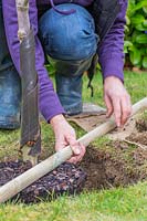 Using a wooden stake to check pot-grown Malus domestica - apple - tree is 
planted at correct level