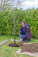 Woman backfilling planting hole around pot-grown Malus domestica - apple -
 tree with excavated soil