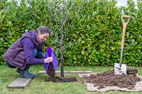 Woman adding rotted manure to planting hole around Malus domestica - apple -
 tree