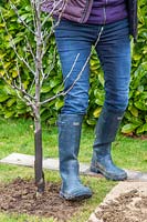Using heel to firm down soil around Malus domestica - apple - tree after
 planting