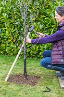 Woman hammering wooden stake into ground at an angle to support newly-planted
Malus domestica -  apple - tree