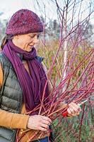 Woman with bundle of cut Cornus - dogwood stems