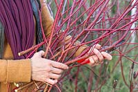 Woman with bundle of cut Cornus - dogwood - stems