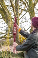 Woman hanging Cornus - dogwood - fatball holder from tree branch
