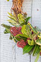 Close up of wreath, decorated with Skimmia, Ilex - holly, Cornus - dogwood,
 Eucalyptus, Olea, conifer and Hebe