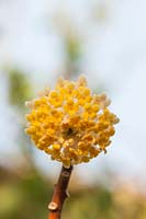 Edgeworthia chrysantha - paperbush