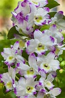 Dendrobium nobile 'Irene Smile' - noble orchid 
