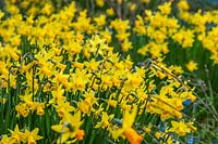 Narcissus 'Tete-a-Tete' - daffodils 