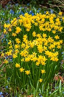 Narcissus 'Tete-a-Tete' - daffodils