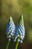 Muscari armeniacum 'Baby's Breath' - grape hyacinth