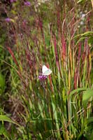 Panicum virgatum - switchgrass - and cabbage white butterfly on Verbena flower