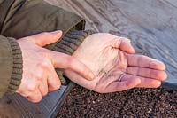 Woman gently tapping tomato seed out into rows in seed tray.