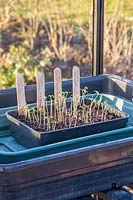 Seed tray with lines of different varieties of tomato seedlings labelled, tray
 sitting in propagator in greenhouse