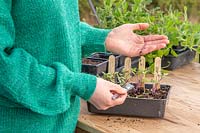 Woman carefully pricking out Tomato seedlings