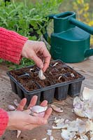 Planting cloves of garlic 'Arno' into plastic modular trays