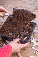 Woman covering cloves of Garlic 'Arno' with soil in plastic seed modules.
