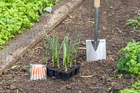 Garlic 'Arno' ready for planting out with Carrot seeds. 