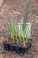 Garlic 'Arno' ready for planting out. 