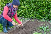 Woman using spade to create mound for planting garlic. 