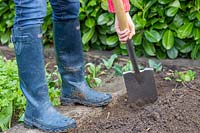Using spade to create mound o f soil for planting garlic