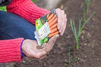 Woman careully tipping Carrot Daucus carota Karnavit F1 Hybrid seeds into hand