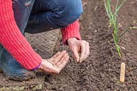 Woman finely sowing carrot seeds in furrow next to garlic