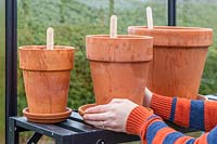 Person placing terracotta pot planted with Dahlia tuber onto shelf in greenhouse.