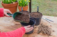Person scooping compost into black plastic pots to plant Dahlia tubers.