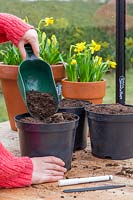 Woman adding compost to black plastic plant pot to cover Dahlia tuber.