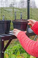 Woman adding plastic pots of planted Dahlia tubers to shelf in greenhouse.