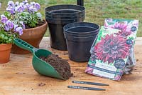Tools and materials for planting Dahlia tubers into black plastic pots.