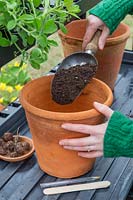 Woman adding compost to terracotta pot for planting Crocosmia bulbs.