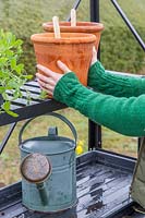 Woman placing terracotta pot planted with Crocosmia bulbs on shelf in greenhouse.