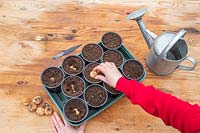 Person planting Crocosmia 'Lucifer' bulbs into small plastic plant pots.