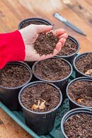 Woman adding soil to cover up Crocosmia bulbs planted in small plastic plant pots.