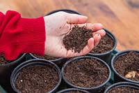 Person adding soil to cover up Crocosmia bulbs planted in small plastic plant pots.