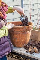 Woman adding gritty compost to terracotta pot prior to planting  Eucomis zambesiaca 'White Dwarf' bulbs.