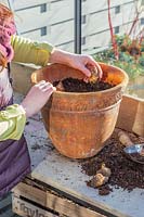 Woman placing adding Eucomis zambesiaca 'White Dwarf' bulbs   in terracotta pot of gritty compost.