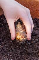 Planting  Eucomis zambesiaca 'White Dwarf' bulbs in terracotta pot of gritty compost.