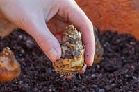 Planting Eucomis zambesiaca 'White Dwarf' bulbs in terracotta pot of gritty compost.