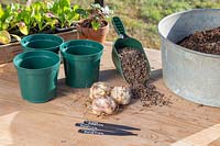 Tools and materials for planting Lilium 'America' bulbs in plastic pots.