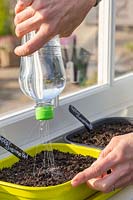 Woman watering recently sown chilli seeds on windowsill.