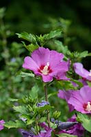 Hibiscus syriacus Russian Violet 'Floru'- Rose of Sharon 'Russian Violet'