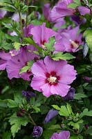 Hibiscus syriacus Russian Violet 'Floru'- Rose of Sharon 'Russian Violet'