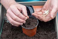 Gardener sowing Cucurbita pepo - Courgette seed into a plant pot